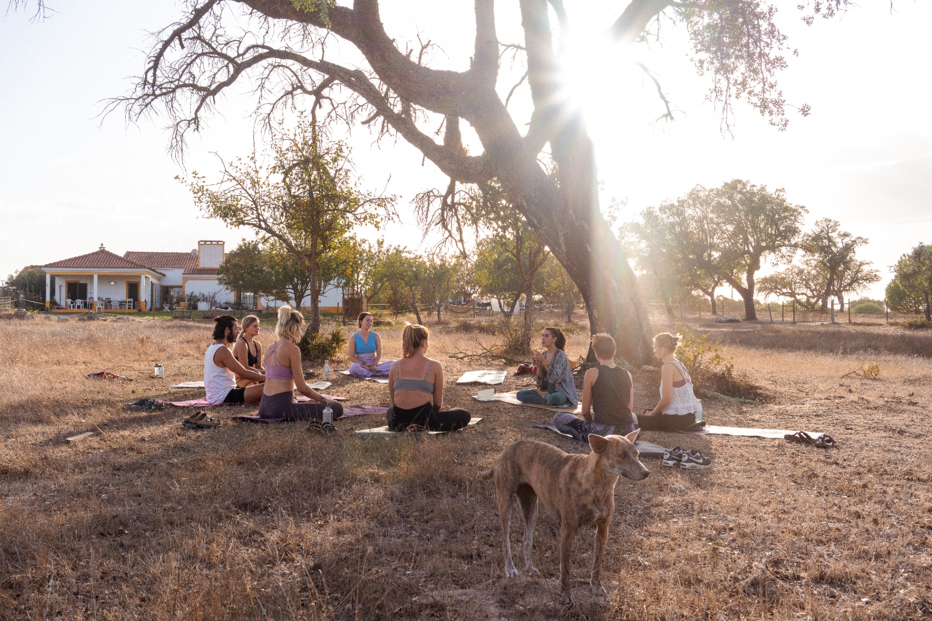 Group sitting in a circle on the grass under a large tree at sunset — PurposeFlow Living